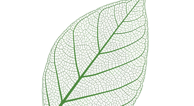 Green leaf skeleton illustration showing detailed venation on white.