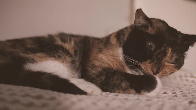 close-up cute calico brown domestic cat nestled in bed, coziness at home, warmth and comfort on chilly day, Peaceful Moments, heartwarming capture pet cat enjoys repose in bed, happiness lifestyle