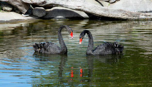 Hermosa pareja de cisnes en el lago