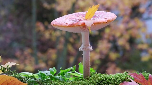 red Amanita muscaria mushroom stands out against bed fallen autumn leaves, toxic but visually striking mushroom, wild nature