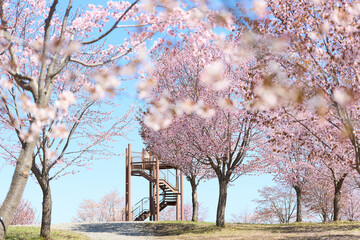 中札内村の桜 © makieni