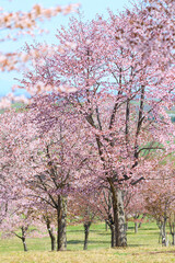 中札内村の桜 © makieni