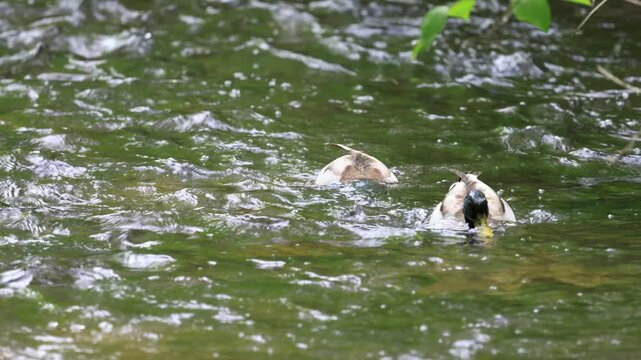 canard colvert sur une rivi&egrave;re, Qu&eacute;bec, Canada