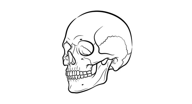 Detailed vector line art illustration of a human skull, anatomical drawing in profile view with visible teeth and jaw