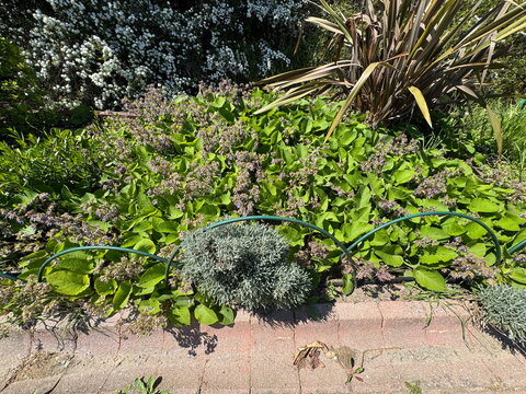 High angle view of Abraham-Isaac-Jacob (Trachystemon orientalis) blooming in a botanical garden. Beautiful ornamental perennial groundcover by a stone path on a bright sunny spring day background.