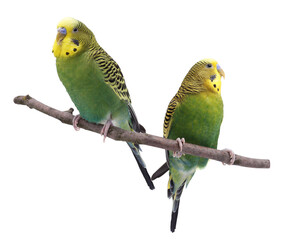 Fototapeta premium Bright parrots on branch against white background. Cute pet