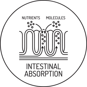 Intestinal absorption diagram with nutrients and molecules Vector