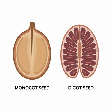 Detailed illustration of monocot and dicot seed structures for educational biology