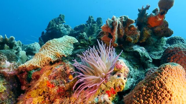 tropical fish in the coral