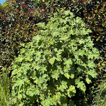 Little mallow (Malva parviflora) plant with green lobed leaves growing in a botanical garden. Beautiful ornamental annual herb with lush foliage on a bright sunny spring day background view.