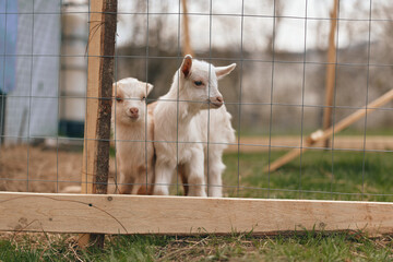Two white goat kids stand behind a wooden pen on a rural farm, observing their environment. A lifestyle scene with farm animals, nature, and soft daylight creating a peaceful mood.