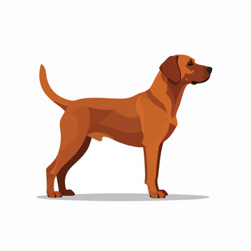 A beautiful red labrador retriever dog standing in profile view.