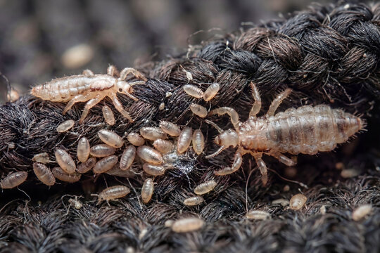 Body lice and nits infestation on clothing fabric texture