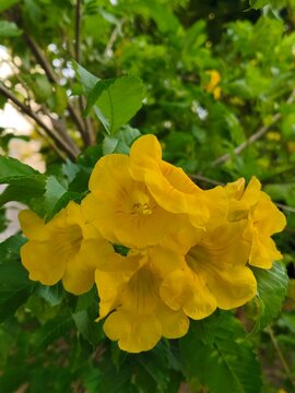 Bunch of bright yellow Tecoma stans flowers blooming on the tree