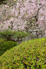 Fototapeta premium Idyllic garden with pink flowering tree and green bushes