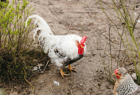 Portrait of a rooster with a hen resting in the fresh air.