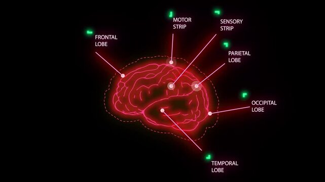 Animated medical visualization illustrating labeled human brain lobes and functional strips in motion