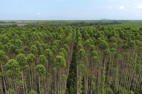Drone aerial panorama of eucalyptus trees growing in a managed industrial plantation forest, highlighting sustainable timber production, green canopy, forestry operations, and natural resourc