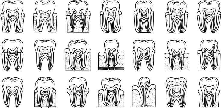 Dental Teeth Anatomy Black and White Line Art Diagrams. Human Tooth Cross-Sections, Roots, and Internal Structures for Medical Education.