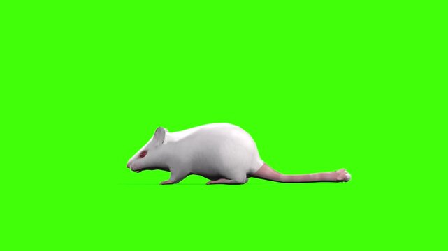 4k White albino house mouse idle loop side view animation isolated on Green Screen, 3D mus musculus rodent mice attention standing rendering on chroma key, video for your rhymes, stories