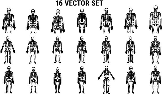 Black and White Vector Set of Human Skeletons in Various Poses, Medical Illustration