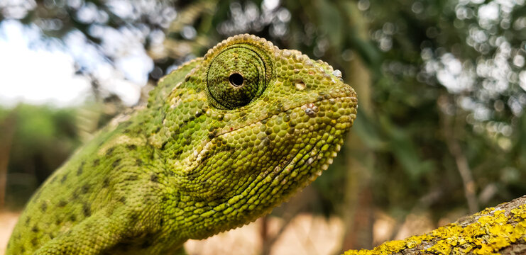 Mediterranean chameleon perched on a dry branch with yellow mimosa flowers background
green lizard on a branch
Close-up of a green chameleon on a wooden stick surrounded by blooming yellow acacia blos