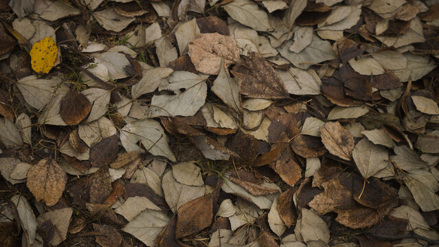 Close up of dry autumn leaves on the ground texture