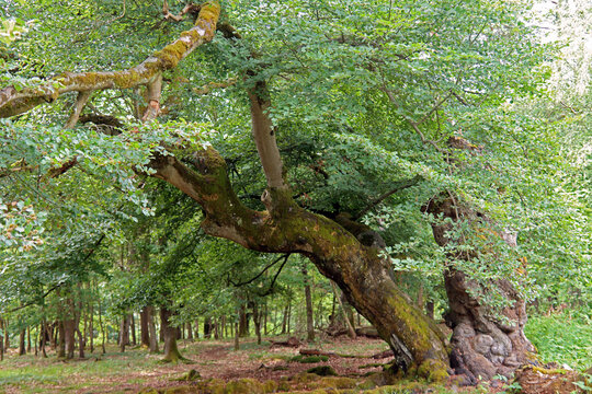 Alte Hutebuchen im Naturpark Hutewald Halloh Kellerwald-Edersee