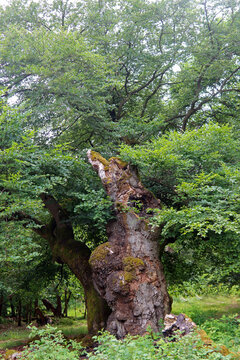 Alte Hutebuchen im Naturpark Hutewald Halloh Kellerwald-Edersee