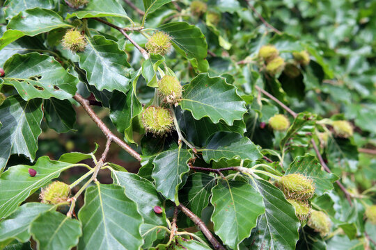 Bucheckern mit Buchenbl&auml;tter