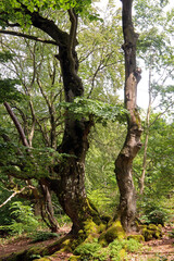 Fototapeta premium Alte Hutebuchen im Naturpark Hutewald Halloh Kellerwald-Edersee