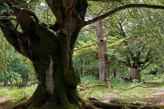 Alte Hutebuchen im Naturpark Hutewald Halloh Kellerwald-Edersee