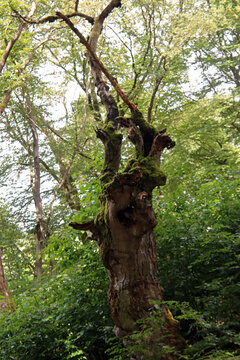 Alte Hutebuchen im Naturpark Hutewald Halloh Kellerwald-Edersee