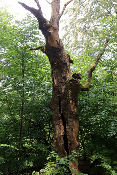 Alte Hutebuchen im Naturpark Hutewald Halloh Kellerwald-Edersee