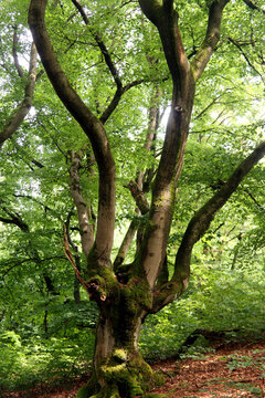 Alte Hutebuchen im Naturpark Hutewald Halloh Kellerwald-Edersee