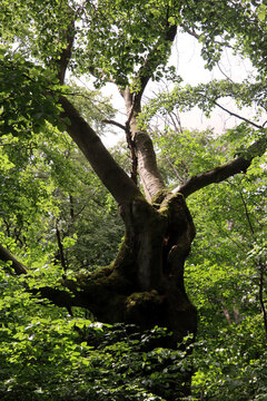 Alte Hutebuchen im Naturpark Hutewald Halloh Kellerwald-Edersee