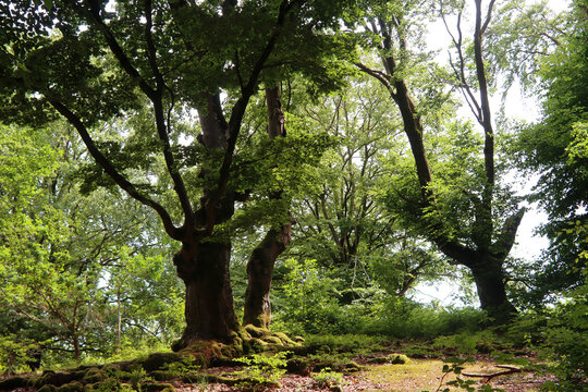 Alte Hutebuchen im Naturpark Hutewald Halloh Kellerwald-Edersee