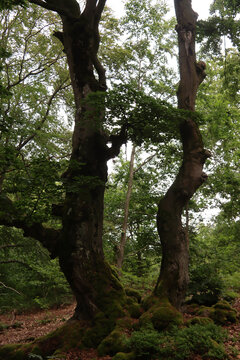 Alte Hutebuchen im Naturpark Hutewald Halloh Kellerwald-Edersee