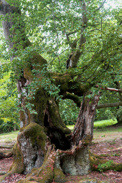 Alte Hutebuchen im Naturpark Hutewald Halloh Kellerwald-Edersee