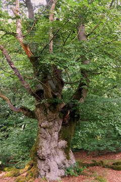 Alte Hutebuchen im Naturpark Hutewald Halloh Kellerwald-Edersee