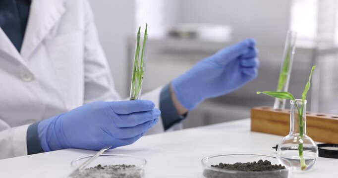 Laboratory testing. Scientist holding test tubes with green plants at white table indoors, closeup