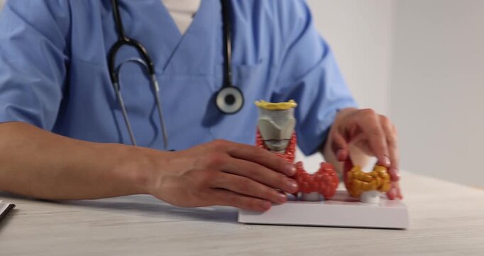 Endocrinologist demonstrating models of thyroid glands at light wooden table in clinic, closeup