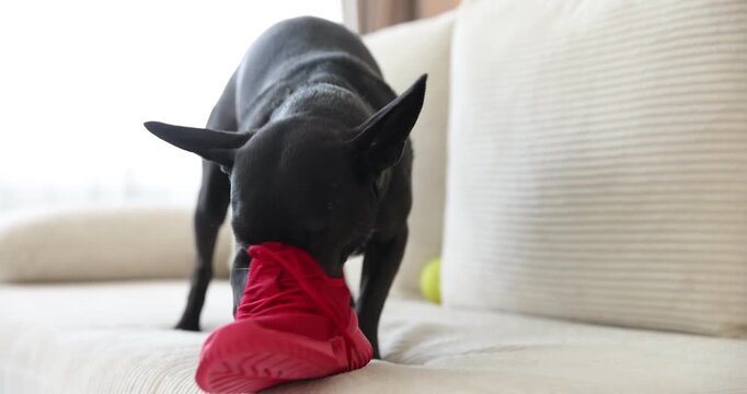Naughty dog chewing sneaker on sofa at home, closeup