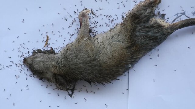 a large dead rat surrounded by ants
