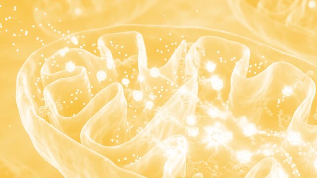 A vibrant purple 3D animated view inside a biological cell showing the folded inner membrane matrix and glowing ATP energy particles. This loop background is optimized for cellular respiration and bio