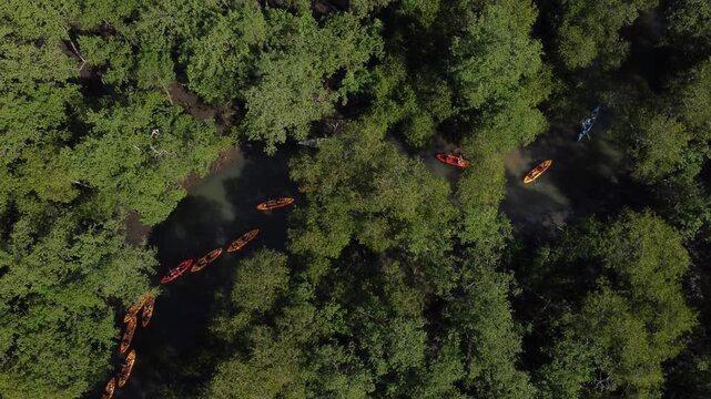 Aerial view of a kayak tour through the mangrove forest, Paraty, Brazil