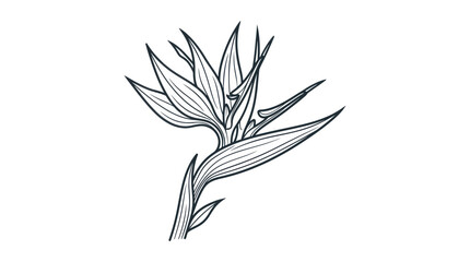 Exotic Bird of Paradise Flower Line Art Illustration © Apel