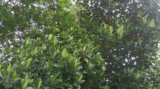 Lush Green Jackfruit Tree and Bamboo Foliage in Tropical Forest Canopy