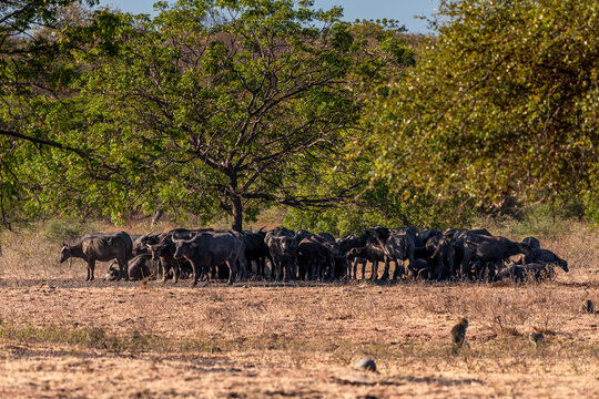 The water buffalos Bubalus bubalis or domestic buffalos is a large bovid native to the Indian subcontinent, Southeast Asia and China. These animals are in Baluran National Park