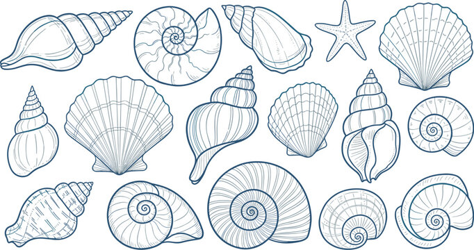Seashell collection, spiral shell, conch shell, scallop shell, nautilus shell, starfish, marine life, coastal nature, flat vector illustration